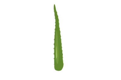 Aloe Vera Leaf