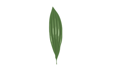 Aspidistra Leaf)