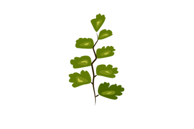 Maidenhair Fern Leaf