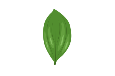 Ruscus Leaf