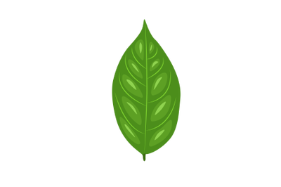 Avocado Leaf