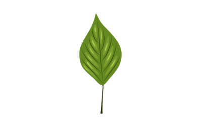 Canadian Poplar Leaf