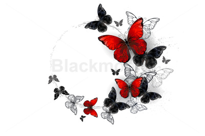 Flight of Black and Red Butterflies Morpho