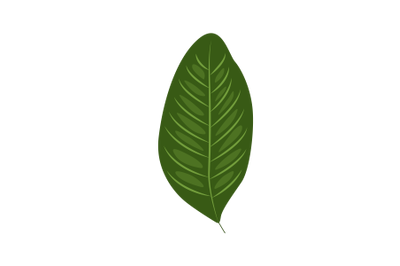 Lansones Leaf