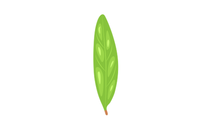 Pomegranate Leaf