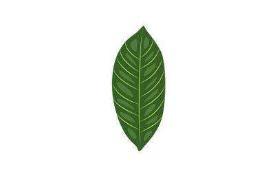 Rambutan Leaf