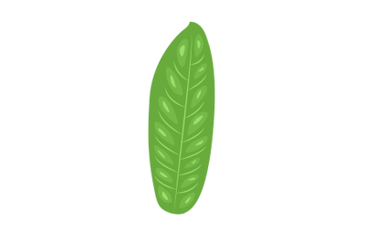 Annona Muriata Leaf