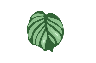 Calathea Orbifolia Leaf