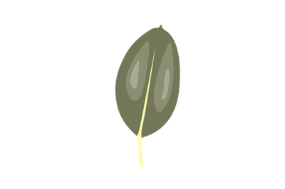 Ficus Elastica Leaf