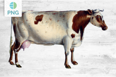Cow Clipart Short Horned