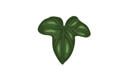 Ivy Leaf