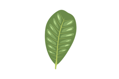 Cashew Leaf