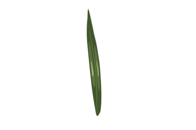 Corn Leaf