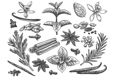 Engraved spices. Cardamom, vanilla flower and pod. mint, black pepper