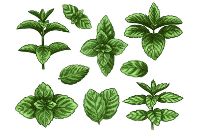 Green mint leaves. Sketch peppermint herb, spearmint plant. Melissa me