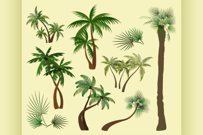 Palms trees collection