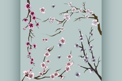 Set of sakura japan cherry