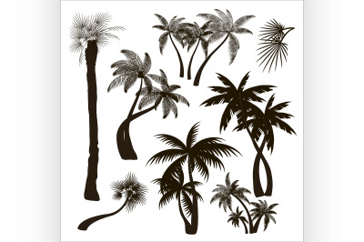 Palms trees collection