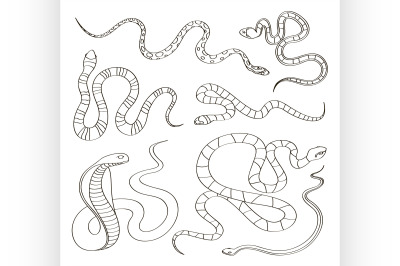 Hand drawn Snake set