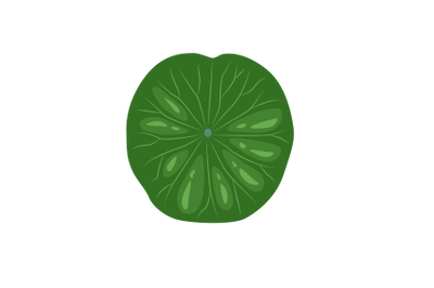 Lotus Leaf