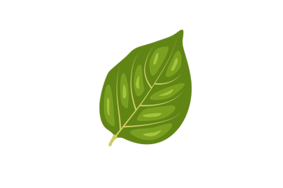 Persimmon Leaf