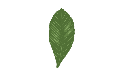 Loquat Leaf