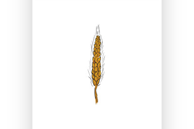 Color Sketch Ear of wheat