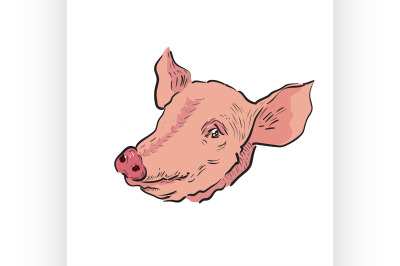 Color Sketch pig