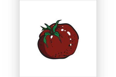 Color Sketch tomato