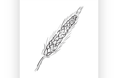 Sketch Ear of wheat