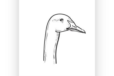 Hand draw sketch goose