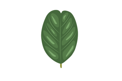 Pterocarpus Marsupium Leaf