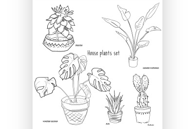 Houseplants vector set of hand drawing