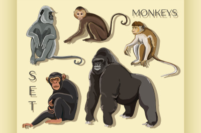 Different types of monkeys