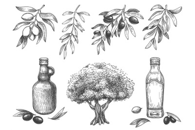 Engravied olive oil. Hand drawn olives tree, sketch oil bottle and oli