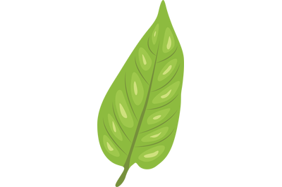 Green Pepper Leaf