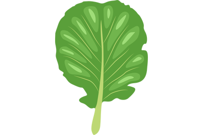 Cabbage Leaf