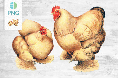 Chicken Clipart