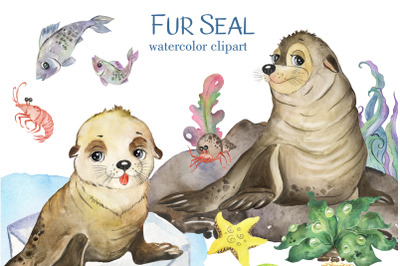 Fur seal watercolor clipart. Cute Sea Animal. Cute pinniped animals. F