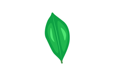 Kemuning Leaf