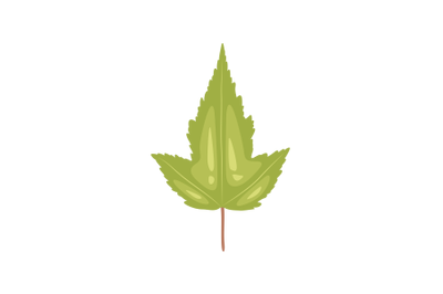 Amur Maple Leaf