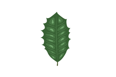 American Holly Leaf