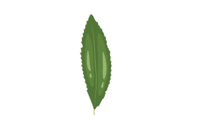 American Chesnut Leaf