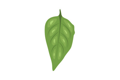 Nightshade Leaf