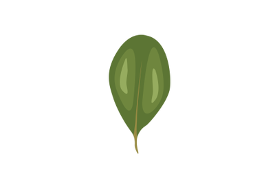 Chinese Fringetree Leaf