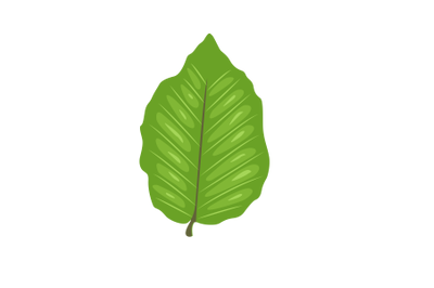 European Beech Leaf