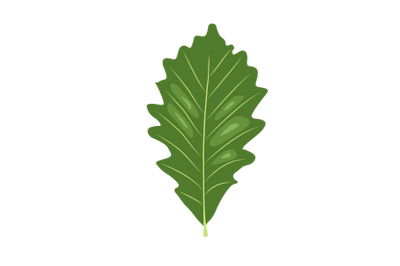 Swamp White Oak Leaf