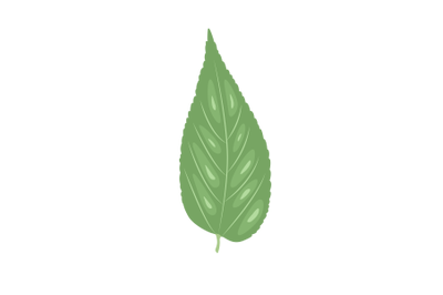 Hackberry Leaf