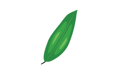 Curcuma Leaf