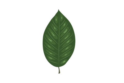 Cucumbetree Magnolia Leaf